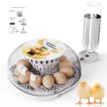 Couveuses et poussins